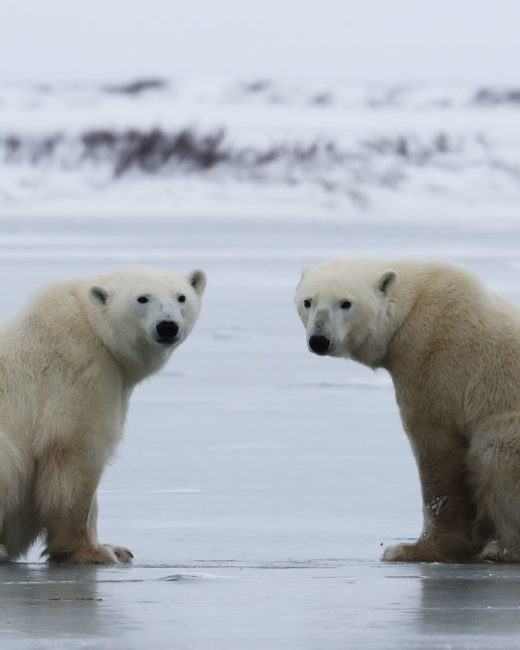 PolarBears_010