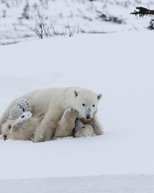 PolarBears_012