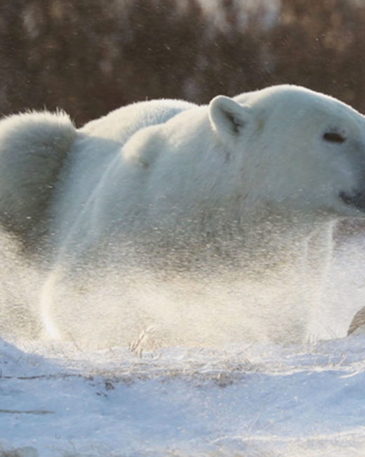 PolarBears_a018