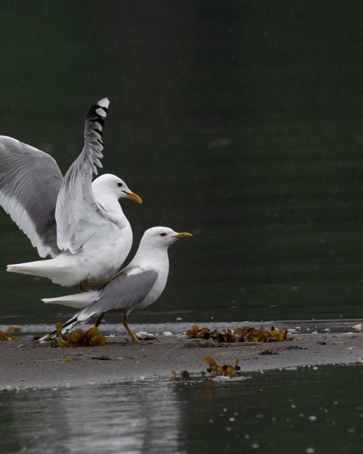 GRIZZLY-BEARS-2018-1