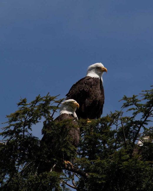 GRIZZLY-BEARS-2018-3