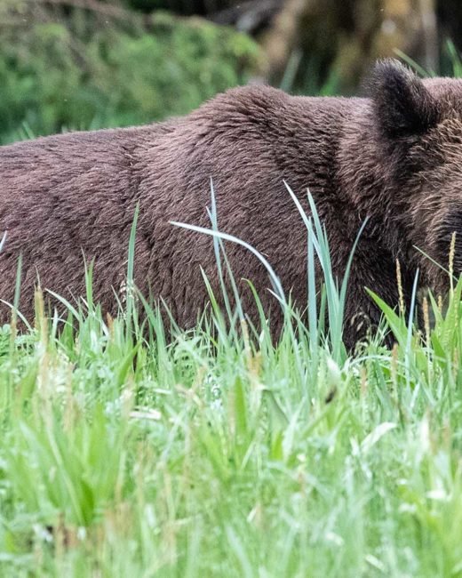 GRIZZLY-BEARS-2018-6