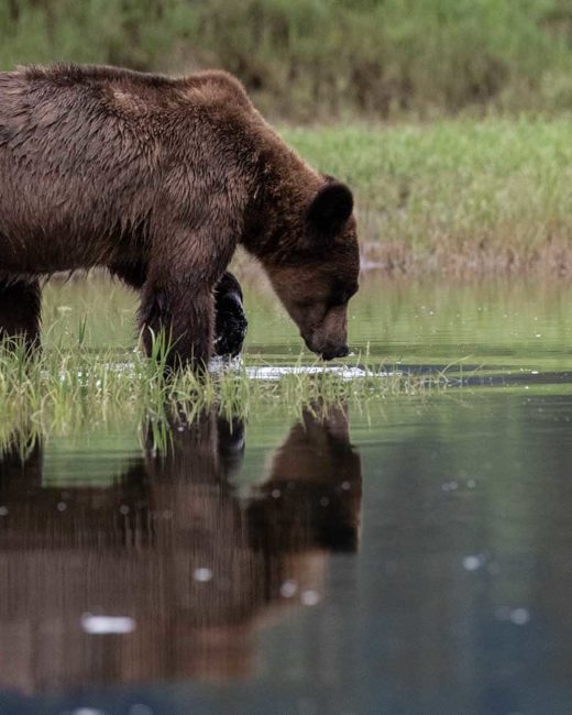 GRIZZLY-BEARS-2018 copy 2