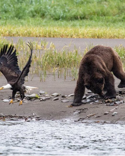 GRIZZLY-BEARS-2018 copy 3