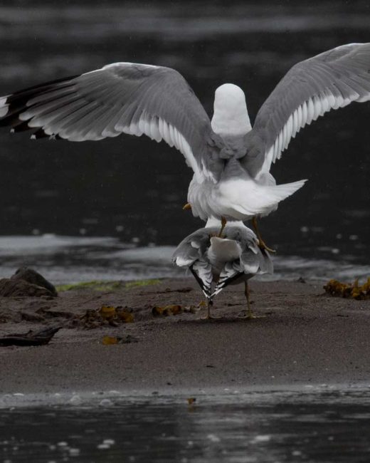 GRIZZLY-BEARS-201811