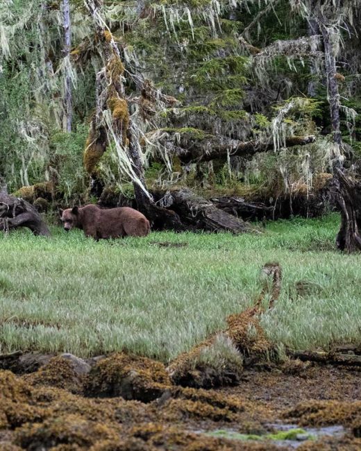 GRIZZLY-BEARS-201816