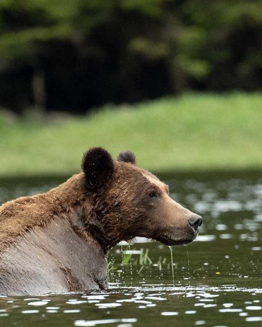 GRIZZLY-BEARS-201818