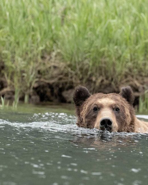 GRIZZLY-BEARS-201821